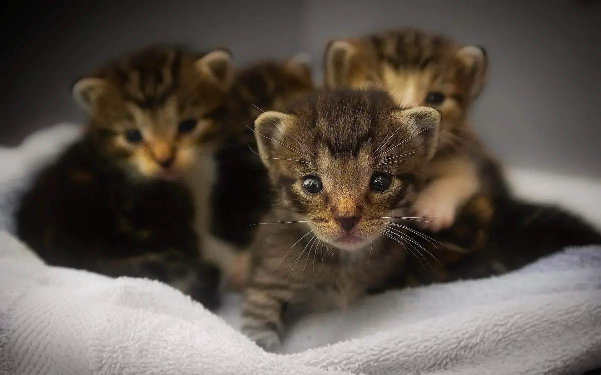 Rescatan a 300 gatos maltratados en Tampico 